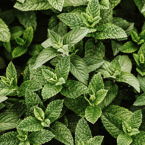 Aceite esencial de menta piperita