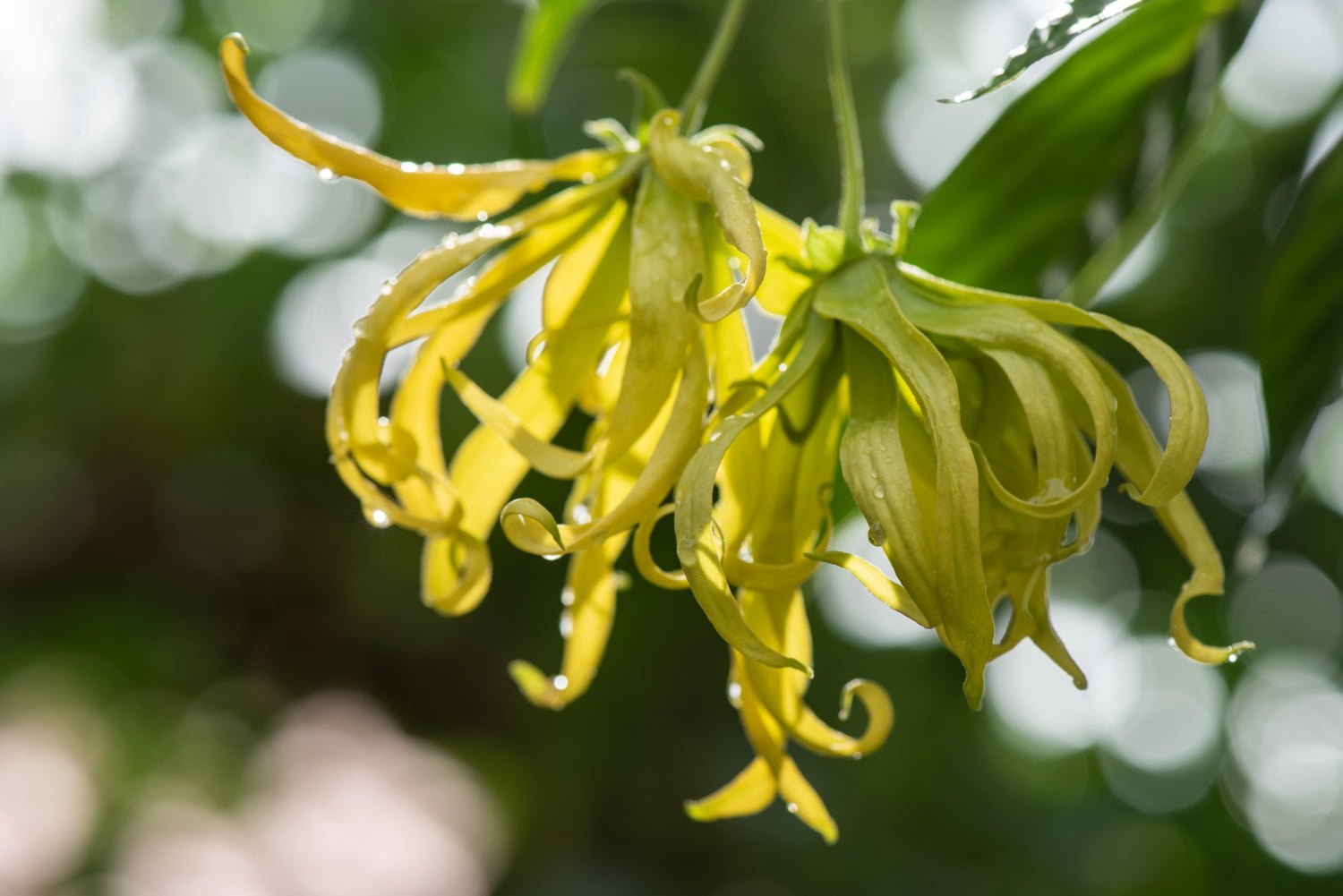 Aceite esencial puro de Ylang-Ylang