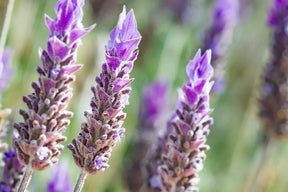 Aceite esencial de lavanda